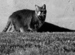 Hunting bugs