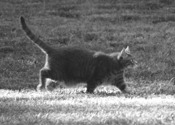 Rembrandt on the move