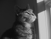 Birds are tauntin...