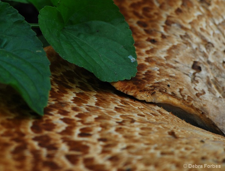 Mushroom in shade