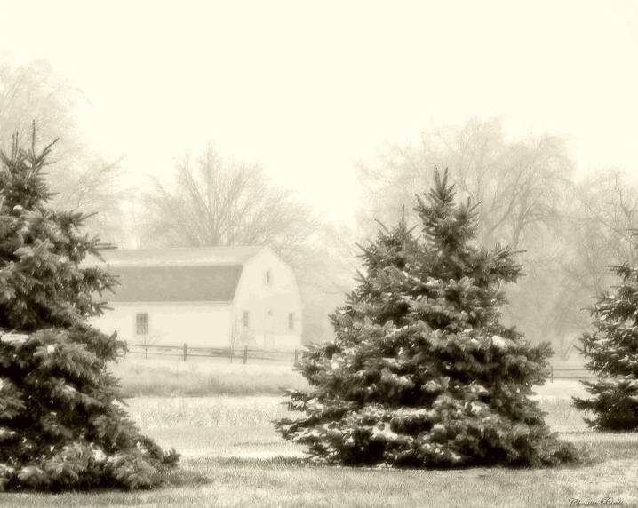 Snowy Morning