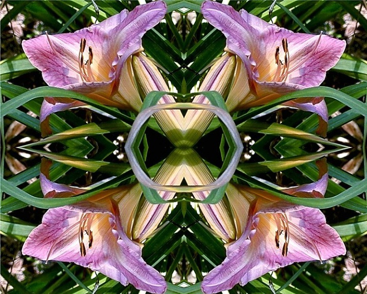 Daylily kaleidoscope