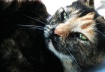 Budge the Cat