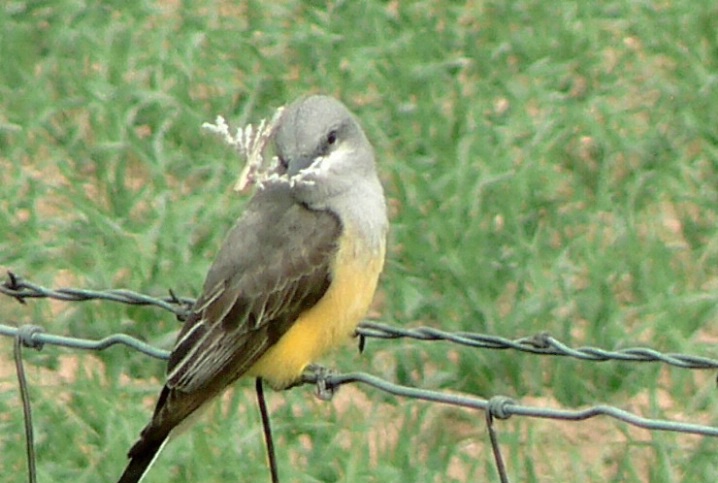 gathering nest building supplies