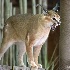 © Leslie J. Morris PhotoID # 6211651: Caracal