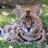 © Leslie J. Morris PhotoID # 6211662: serval