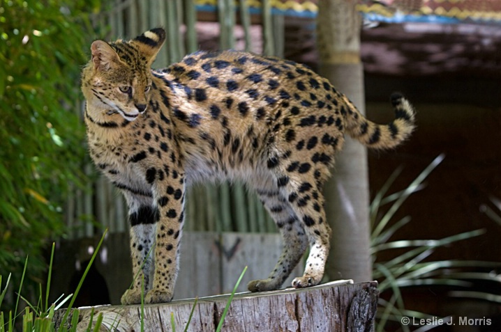serval2 - ID: 6211664 © Leslie J. Morris