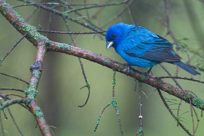 Indigo Bunting