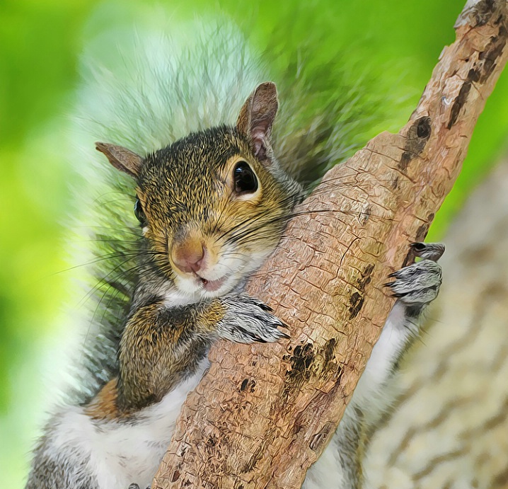 Squirrel hug