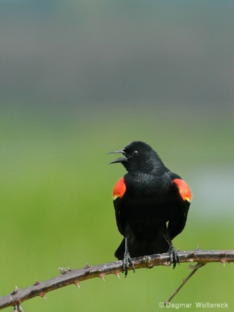Red-winged Black Bird male