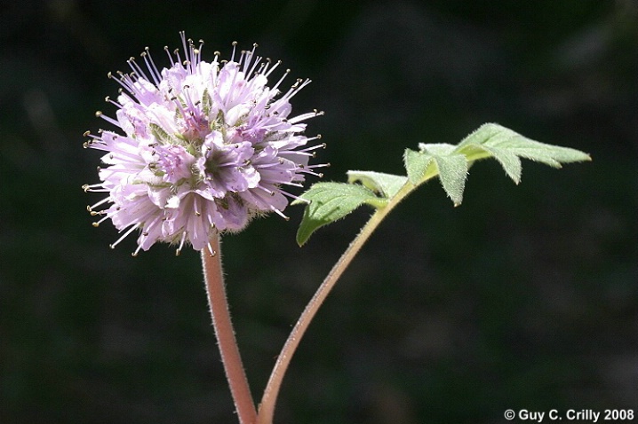 Wildflower