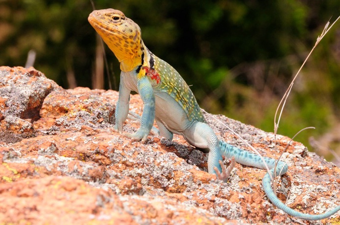 Collared Lizard - ID: 6215960 © Sherry Karr Adkins