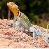 2Collared Lizard - ID: 6215960 © Sherry Karr Adkins