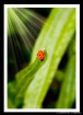 Ms. Ladybug