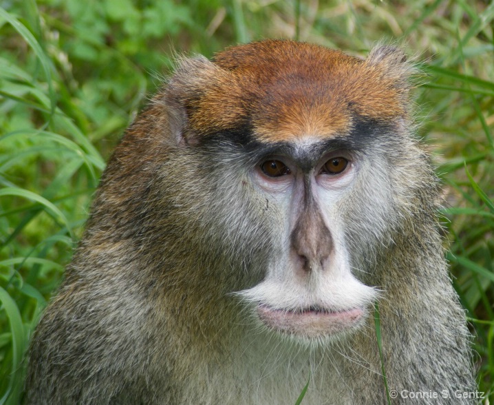 Patas Monkey