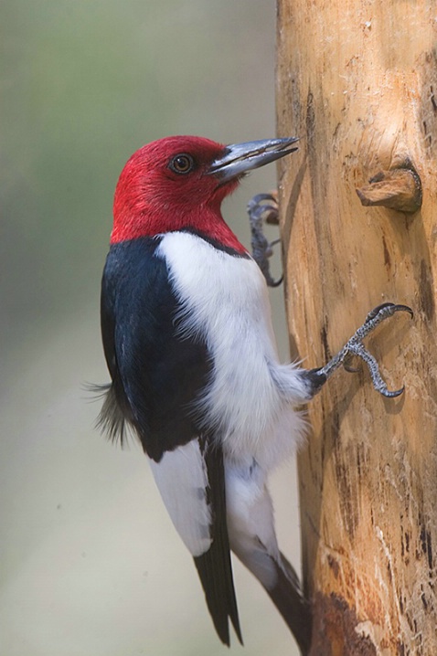 Red Headed Woodpecker