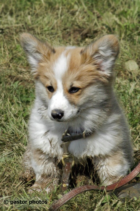 Corgy puppy at muddy horse show