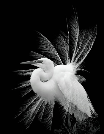 Feather windmill in black and white