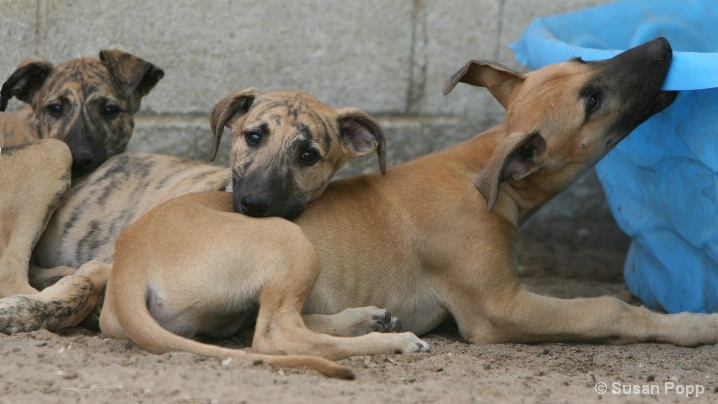 Puppy pile