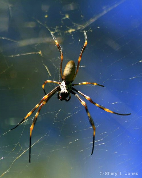 Australian Spider 