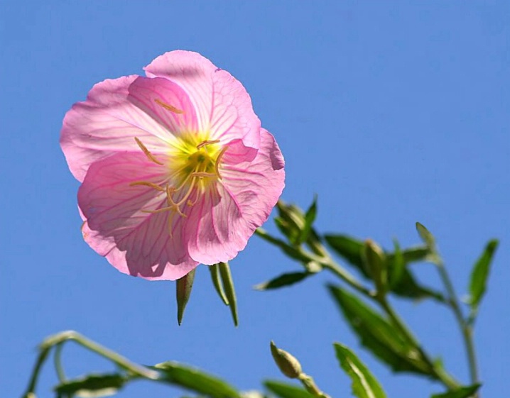 Evening Primrose