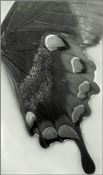 Butterfly Wing - ID: 6225589 © Theresa Marie Jones