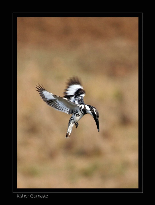 Hovering Kingfisher