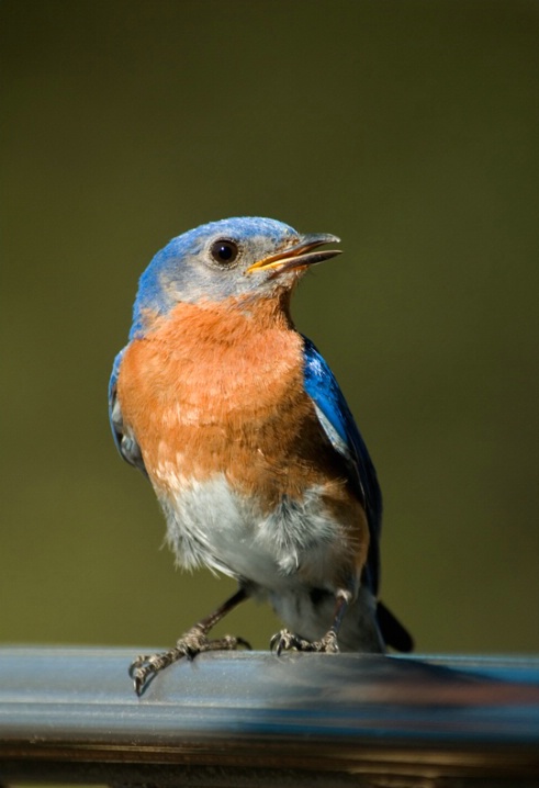 Blue bird - ID: 6225975 © Michael Cenci