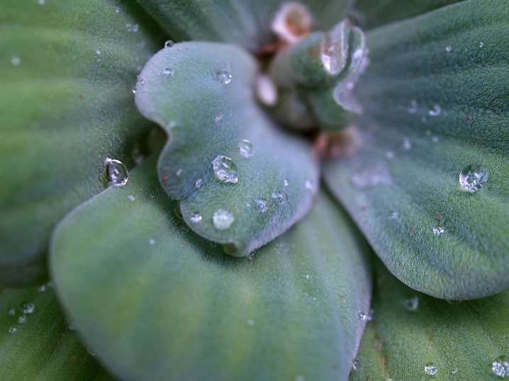 Dawn Droplets 5