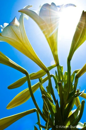 Easter Lily