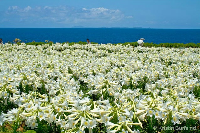 Ie Island Lily Festival - Flowers and Ocean