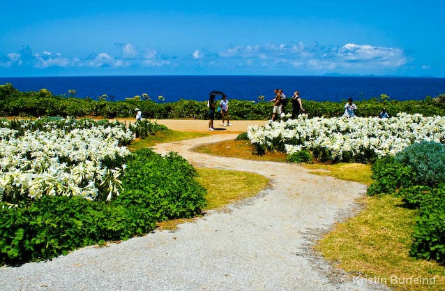 Ie Island Lily Festival - Winding Path