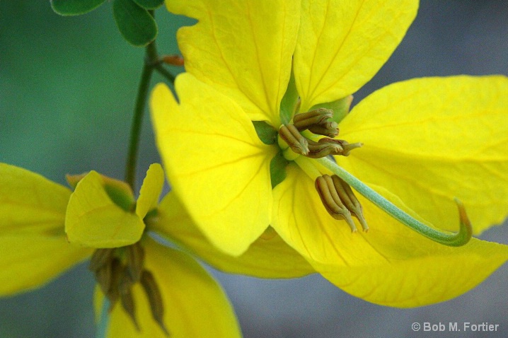 Yellow Flower