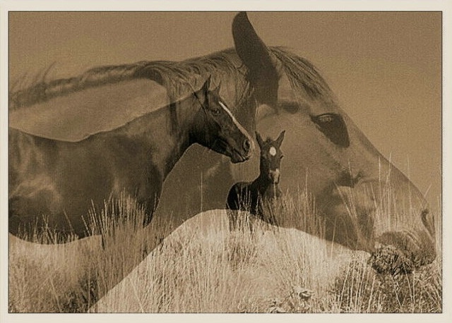 horse layers in sepia