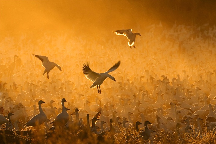 Photography Contest Grand Prize Winner - Geese In The Corn Dust