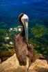Proud Pelican
