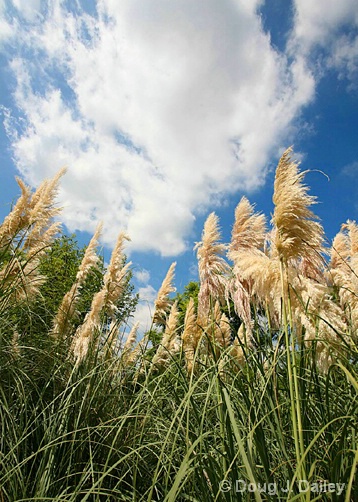 fall_clouds_with_pampas_grass