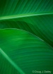 palm_leafs