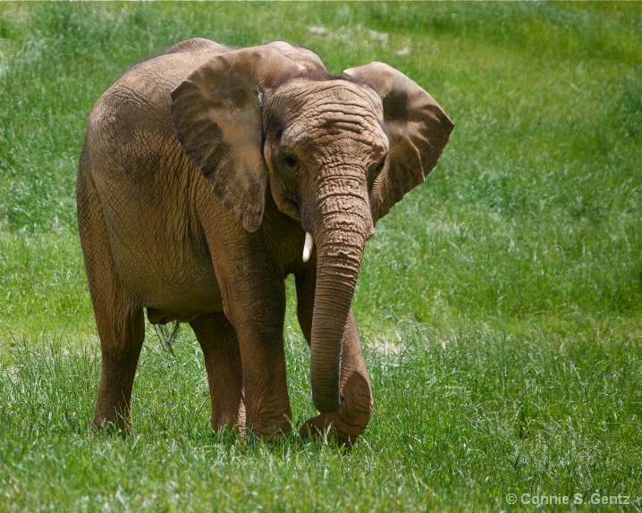 Baby Elephant