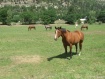 horses