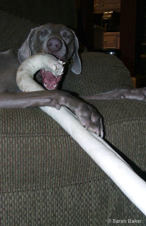 Dakota's big bone