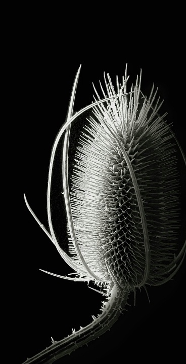 Thistle 