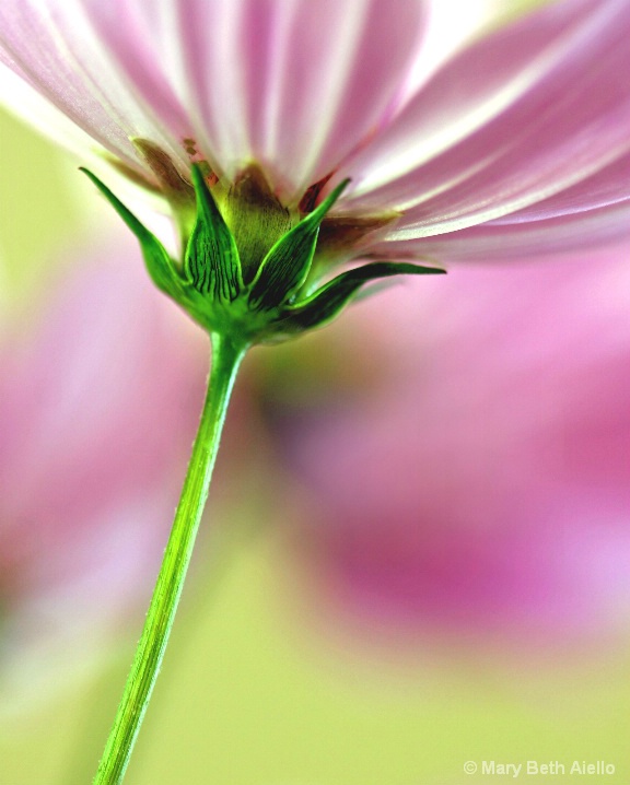 Pink Cosmos