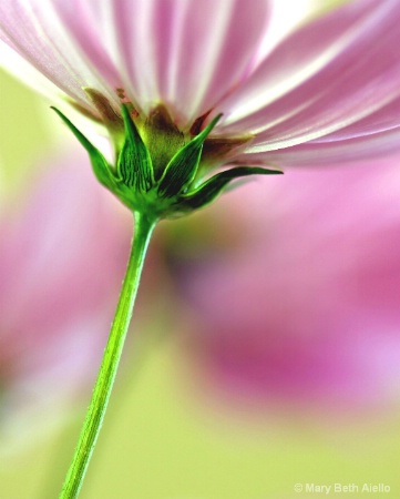 Pink Cosmos