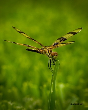 Yellow DragonFly