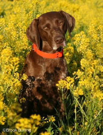 Mollie in Mustard Field