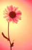 single daisy