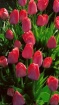 red tulips