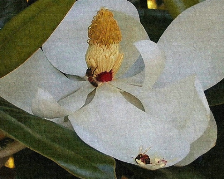 Magnolia with busy bees
