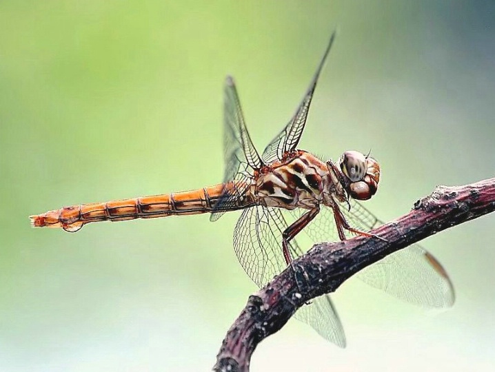 Roseate Skimmer